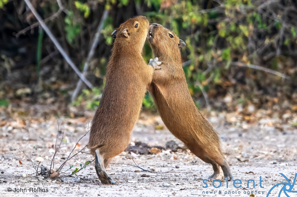 snapagency's tweet image. HUGGING IT OUT… A pair of Capybaras hug while play fighting together. The pair were spotted in the embrace in Southern Pantanal, in Brazil. 
 
📸 - John Rollins

#hugging #playfighting #capybaras #fight #friends #hug #play #animals #wildlife #brazil