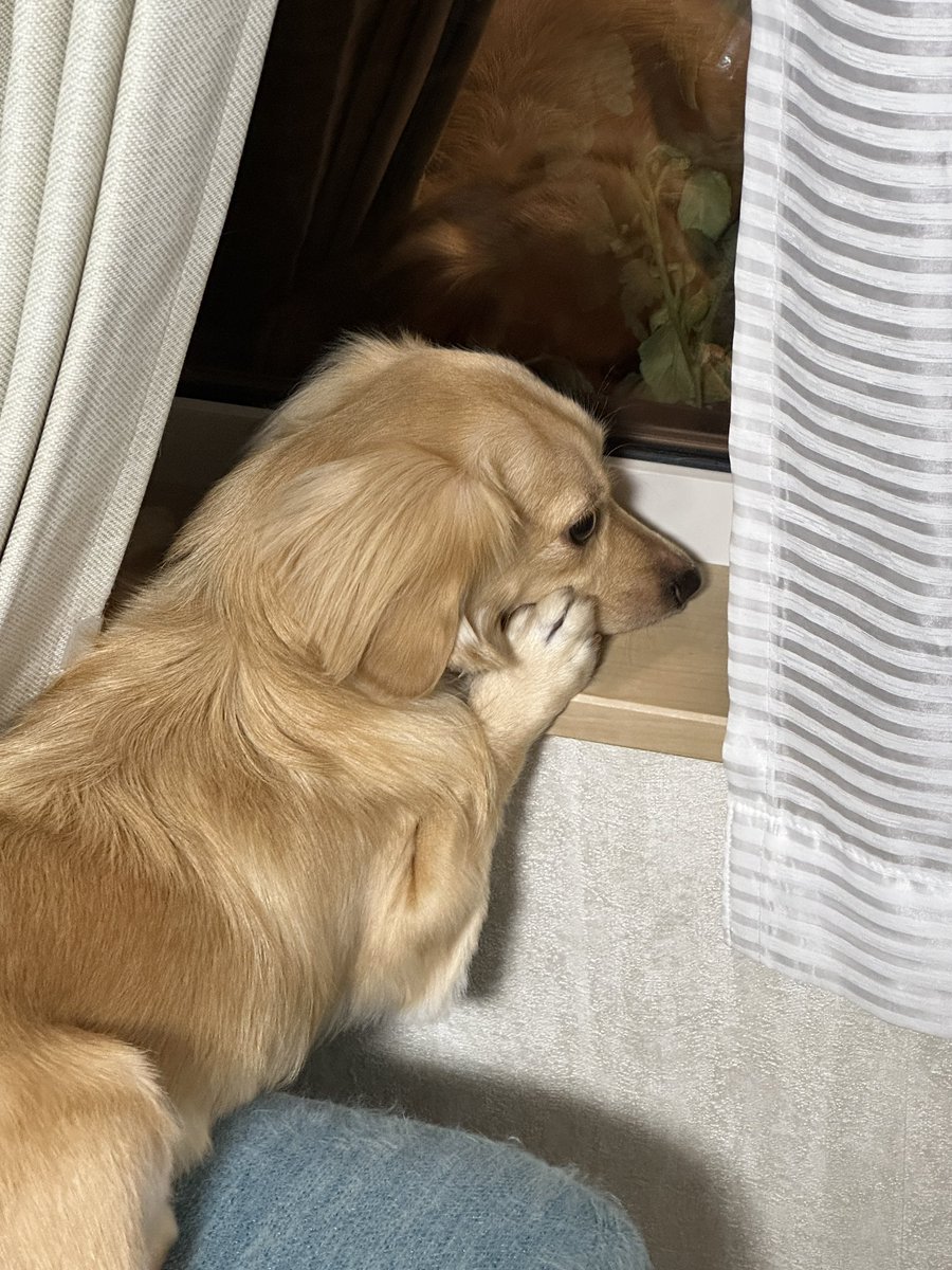 カーコン tweet media