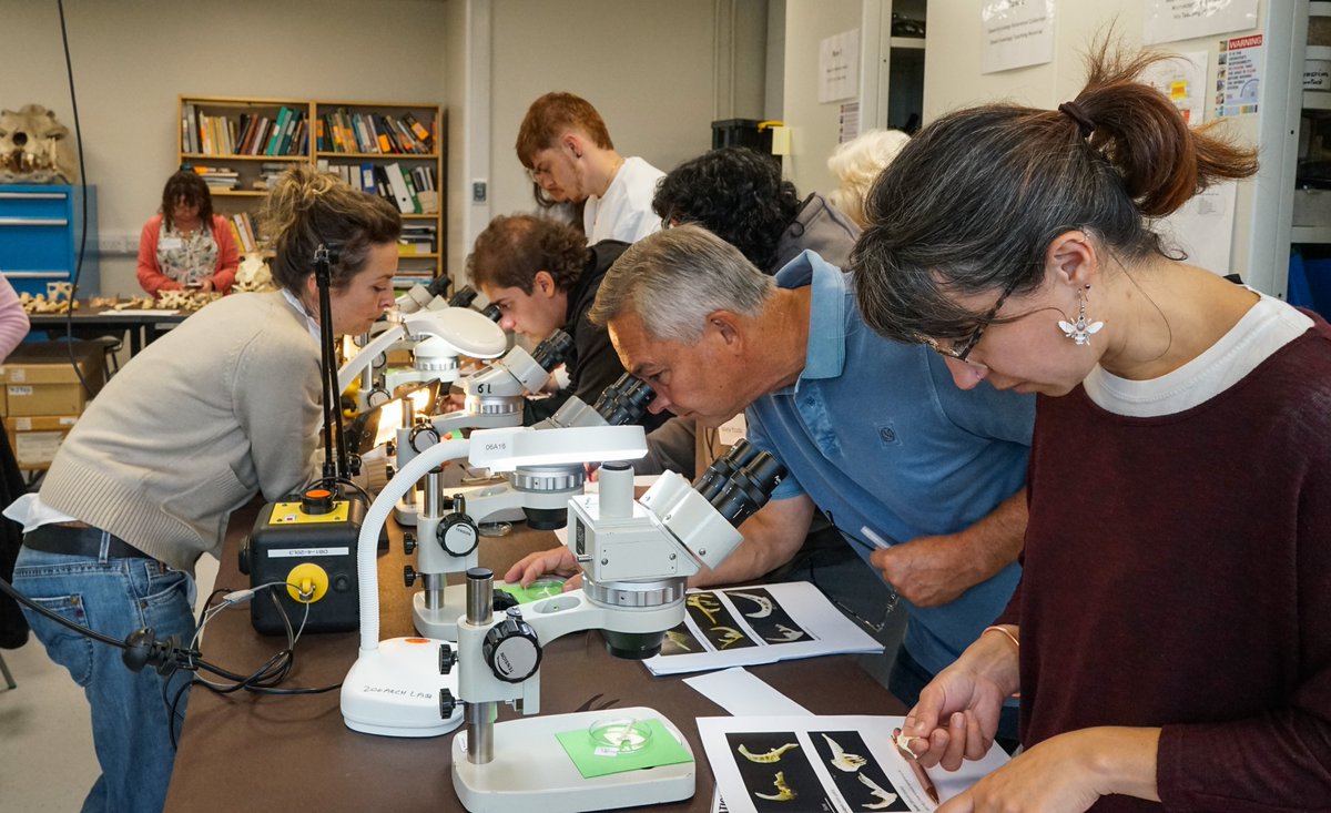 ZooarchLabSheff's tweet image. Our History of the British Fauna short course has been a blast! Congratulations to all participants who contributed to make the three days fun and informative. #SaveSheffieldArchaeology @Phoebeliu @ICAZ_News @ChippingEwan @UniShefArch @UAlbarella
