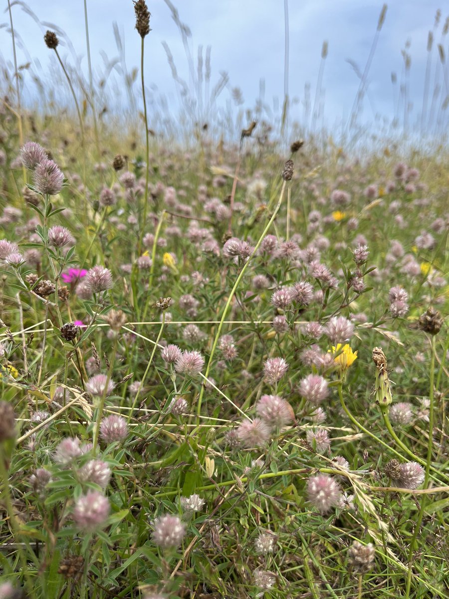 Louise Isager Ahl (@dkbotany) on Twitter photo Ugens blødeste blomst i <a href="/kristeligt/">Kristeligt Dagblad</a> - Harekløver, Trifolium arvense 🐰 En hjemmehørende, almindelig og 1-årig plante, hvis grå-hvide-lyserøde blomster bestøves af honningsamlende insekter 🐝 What’s not to like? 💚 #dkbotanik #ugensblomst Ugens blødeste blomst i <a href="/kristeligt/">Kristeligt Dagblad</a> - Harekløver, Trifolium arvense 🐰 En hjemmehørende, almindelig og 1-årig plante, hvis grå-hvide-lyserøde blomster bestøves af honningsamlende insekter 🐝 What’s not to like? 💚 #dkbotanik #ugensblomst