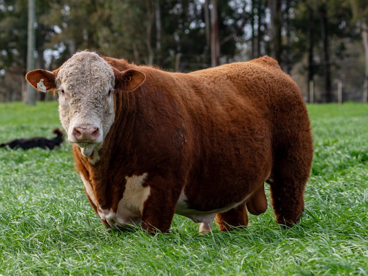 Se acerca nuestro remate el próximo 18/10 !!

RP 12257 - Historic x Paraiso 4018-2 . Un tanque repleto de carne ! Atención a cómo le desciendo el cuarto .. ! 🧨🧨🧨

#geneticamarcaelparaiso