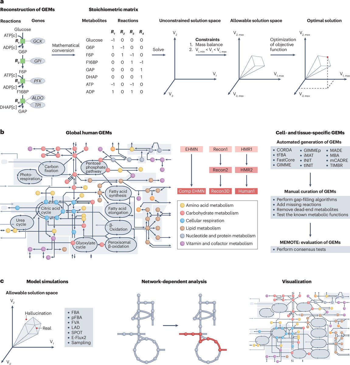 Metabologenomics integrates metabolomics with other omics data types to comprehensively study the genetic and environmental factors that influence metabolism