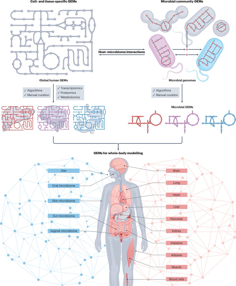 These multi-omics data can be incorporated into genome-scale metabolic models (GEMs), which are highly curated knowledge bases that explicitly account for genes, transcripts, proteins and metabolites