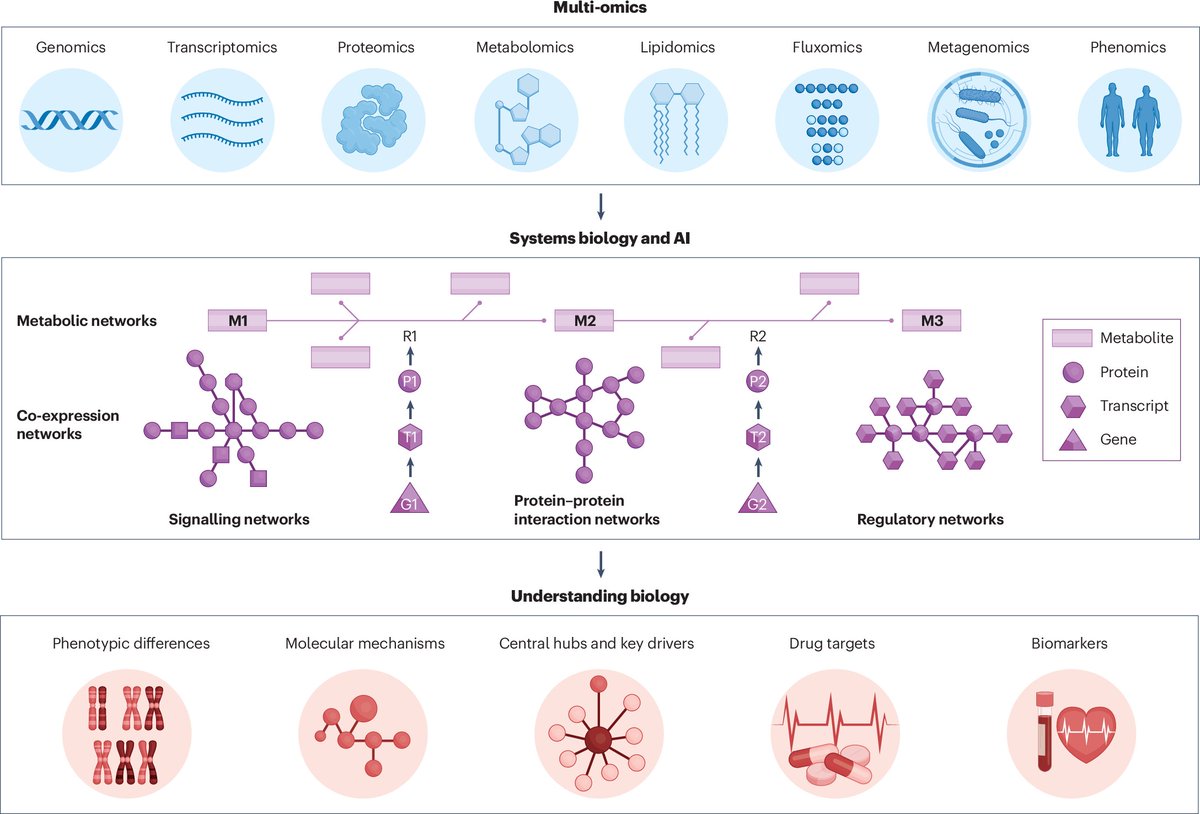 By including all known biochemical reactions catalysed by enzymes and transporters encoded in the human genome, GEMs analyse and predict the behaviour of complex metabolic networks