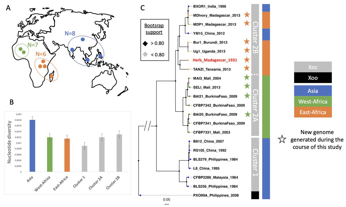 Curious about how a reconstructed genome from a herbarium specimen sheds light on the evolutionary and epidemiological history of #Xanthomonas oryzae pv. oryzicola, causing bacterial leaf streak of #rice? <a href="/PHIM_research/">Plant Health Institute Montpellier</a> <a href="/Mathilde_Hutin/">Mathilde Hutin</a> apsjournals.apsnet.org/doi/10.1094/MP…