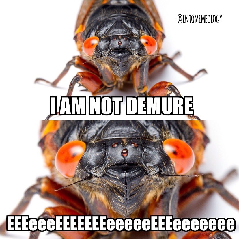 entomemeology's tweet image. #entomemeology #cicadas #demure