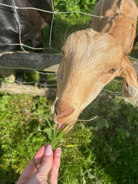 Great Bridge staff ‘Away Day’ where we listened to our colleague’s successes and challenges, updated on upcoming changes to guide our service and learned new information. We also practiced a mindfulness exercise and met the farm animals - thank you <a href="/lwcommunityfarm/">Lawrence Weston Community Farm</a> #NHS #SARC