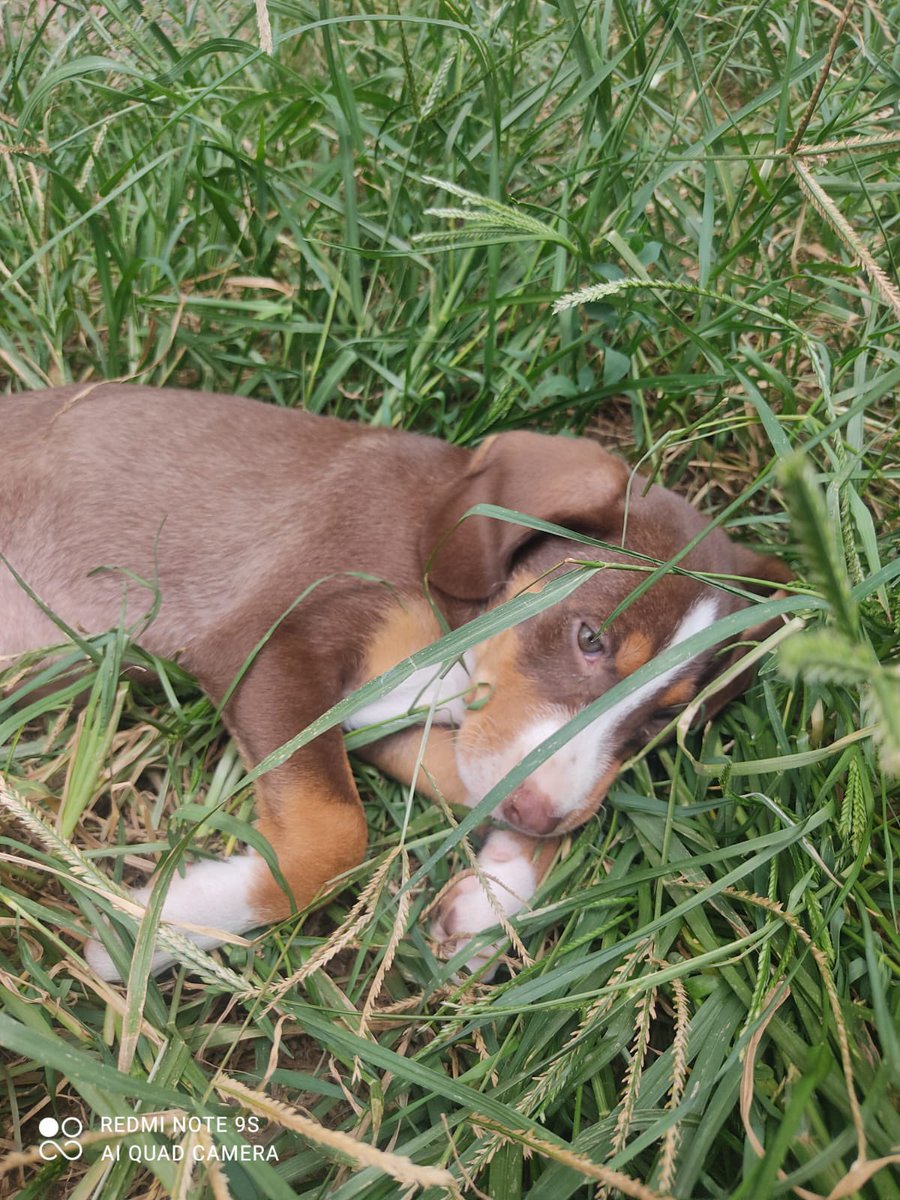 İstanbul
3 aylık av köpeği yavrusu
Almışlar ama bakamıyorlarmış. Yuva çıkmazsa barınağa bırakılacakmış
Yuva arıyoruz
Barınakta saniyesinde ölür biliyorsunuz:(