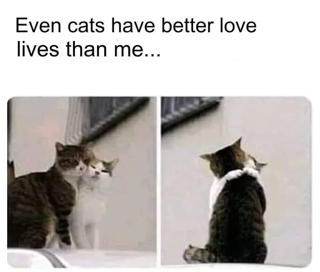 WholesomeMemes (@wholesomememe) on Twitter photo 