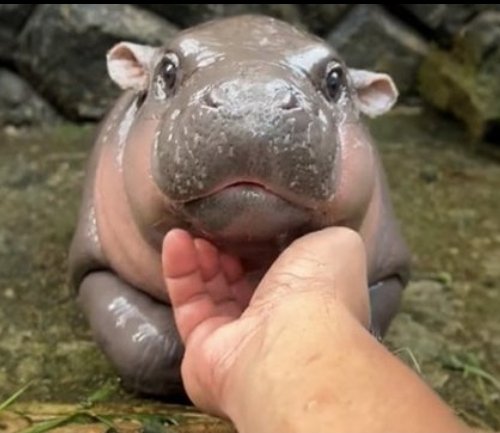 Who will win? 🏆 

A community made up of over 5000 individuals, 2 collections, and 30,000 NFTs boasting great pfp art, large social media presence, and an arsenal of content creators.

1 baby hippo (she's very cute) 🦛