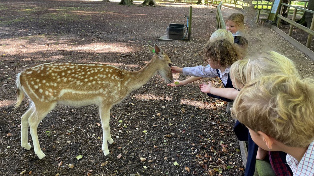 Highfield and Brookham School (@highfieldsch) on Twitter photo Embellishing this term's 'Fabulous Forest' topic, our Year 2 children had a wonderful visit to <a href="/TheNewForestUK/">The New Forest</a>, learning all about the creatures great and small under the care of the dedicated staff in the wildlife park. #TogetherWeGrow Embellishing this term's 'Fabulous Forest' topic, our Year 2 children had a wonderful visit to <a href="/TheNewForestUK/">The New Forest</a>, learning all about the creatures great and small under the care of the dedicated staff in the wildlife park. #TogetherWeGrow