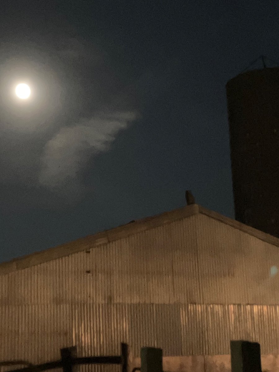 Late night farming come back to farm big horned owl watching the barn lot