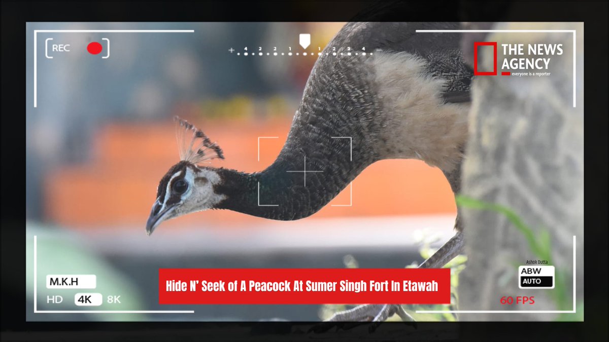 TheNewsAgency1's tweet photo. #Photograpahy #SumerSinghFort #Etawah #Peacock #Wildlifephoto #WildlifePhotoGraphy #Nature #Wildlife #IGPic #TwitterPIC #Wildlifetourism #photographychallenge #PhotographyIsArt #photographylovers @DistrictEtawah @Ashok_dutta07 https://t.co/rzEOryBos5