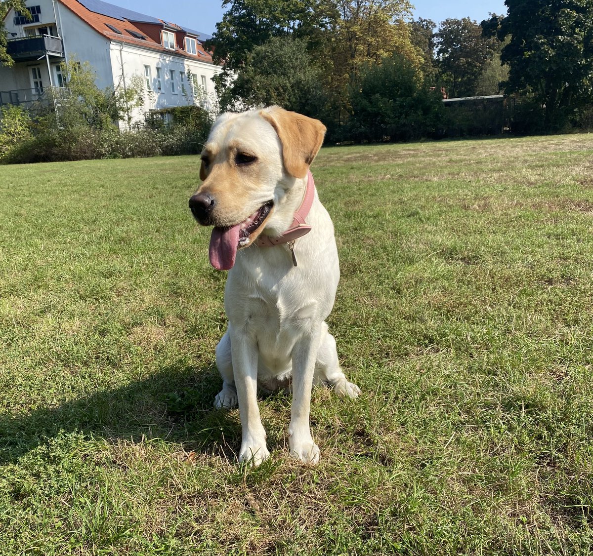 Doggo ist erwachsen 🤧