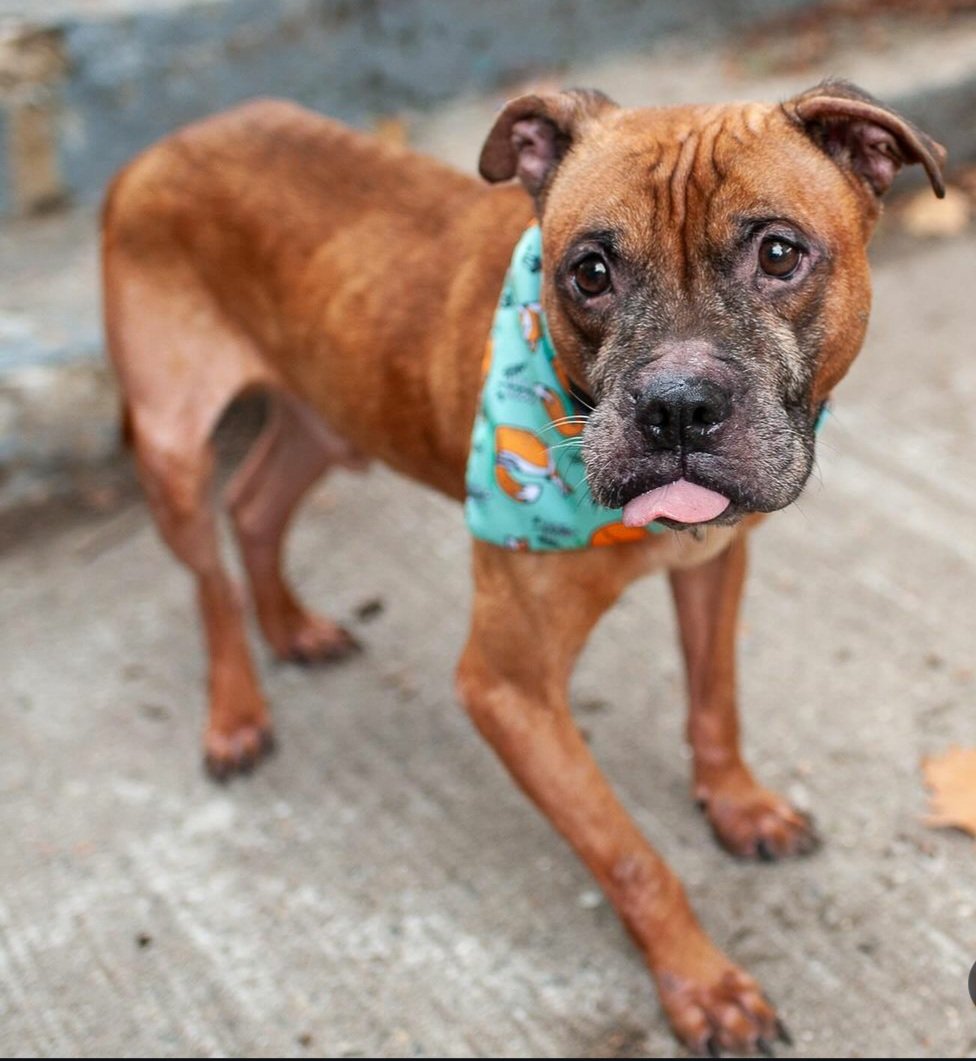 LisaBrabson's tweet photo. Darling Champ has lost everything he ever loved,now he is sick & DESPERATELY NEEDS MEDICAL CARE! He is so gentle, trying to b brave,but giving up, grieving over owners death.
PLZ #ADOPT #FOSTER OR #PLEDGE just plz don't let Champ Die. No pledge is too small.
#Pleasrt to HELP https://t.co/zgiAj1fGSk