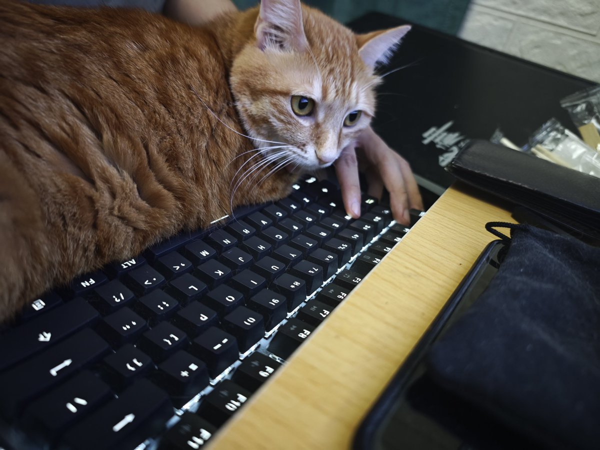 近期玄晶，已经习惯了过来贴贴睡了，安逸！