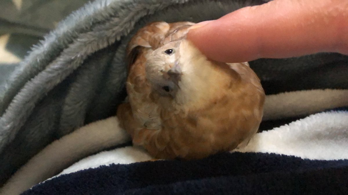 鳥はかわいい！

大事な事なのでもう一度言う！！

鳥は可愛い！！！！
