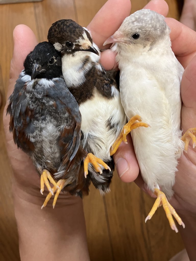 1b4fc39ec9e04d3's tweet photo. 鳥はかわいい！

大事な事なのでもう一度言う！！

鳥は可愛い！！！！ https://t.co/k689MirHp6