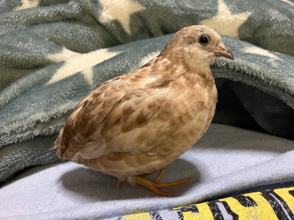 1b4fc39ec9e04d3's tweet photo. 鳥はかわいい！

大事な事なのでもう一度言う！！

鳥は可愛い！！！！ https://t.co/k689MirHp6