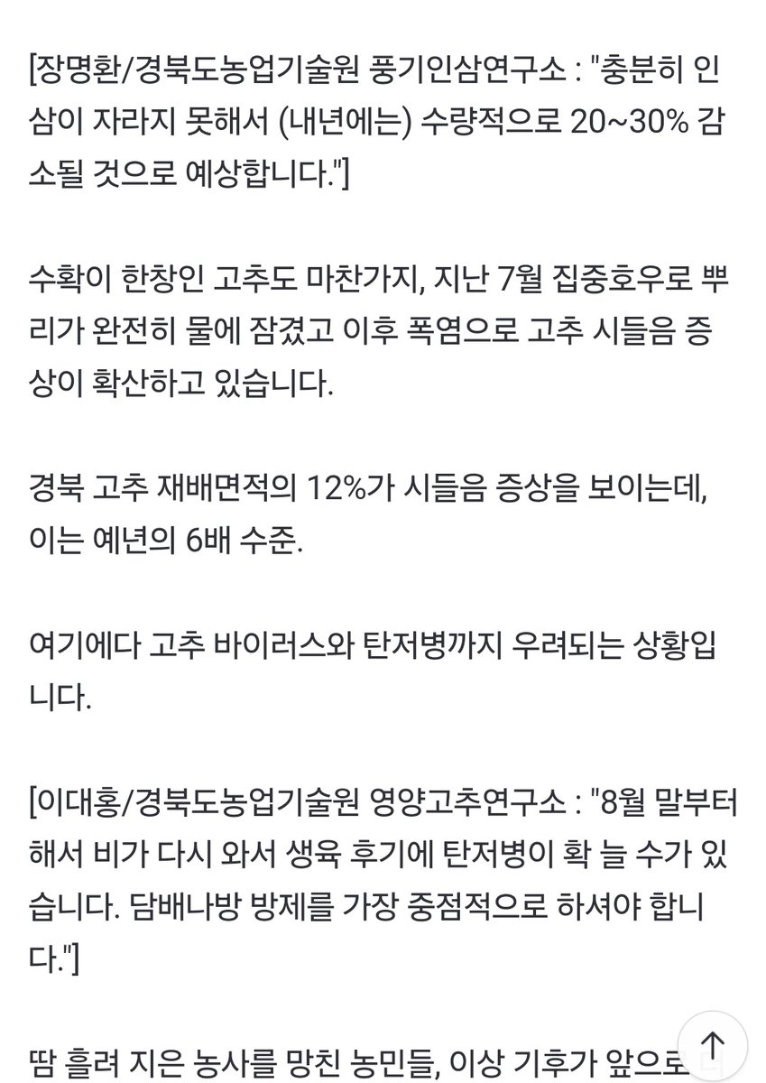tomorrowthisday's tweet image. 올해 이상기후로 고추 농사 망한 건 뉴스에 잘 나오지도 않네... 배추는 둘째치고 지금 고추가 다 녹아버려서 전국에 고춧가루가 품귀현상이라 이번 김장 때 난리날거임. 김장하시는 분들은 지금부터 여기저기 찾고 있음. 문정권때같으면 벌써부터 난리였을텐데 지금 조용...