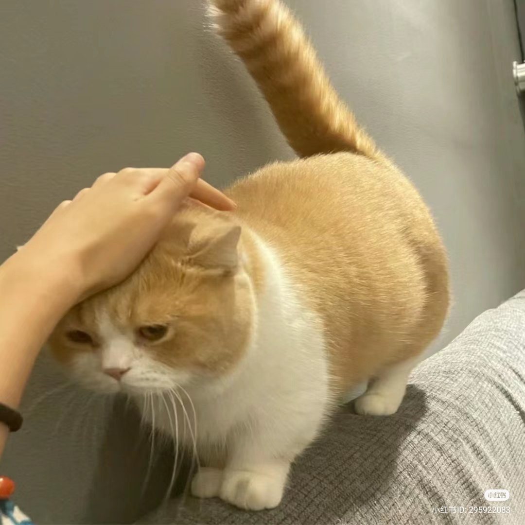 nocontextscats's tweet photo. Who hurt u kitty? 🥹 https://t.co/indVJ5aRtq