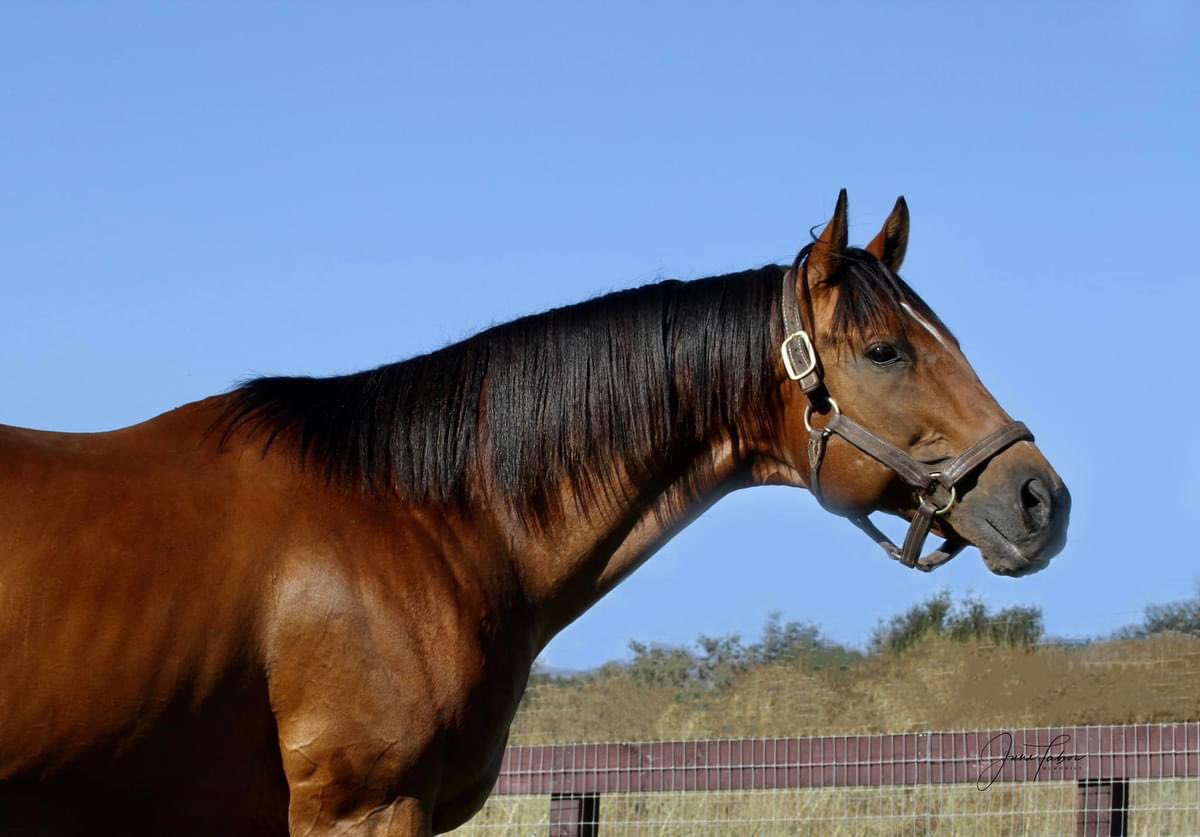 Stallion roster 2025:  Henry Adams (Ire), GRAZEN,  Joey Freshwater, Tough Sunday