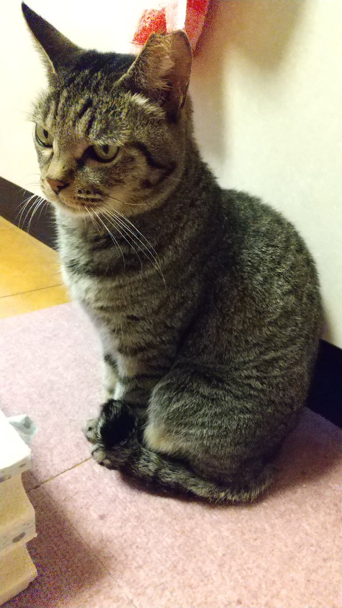 どこにいても猫に出会う🤭🤭🤭
