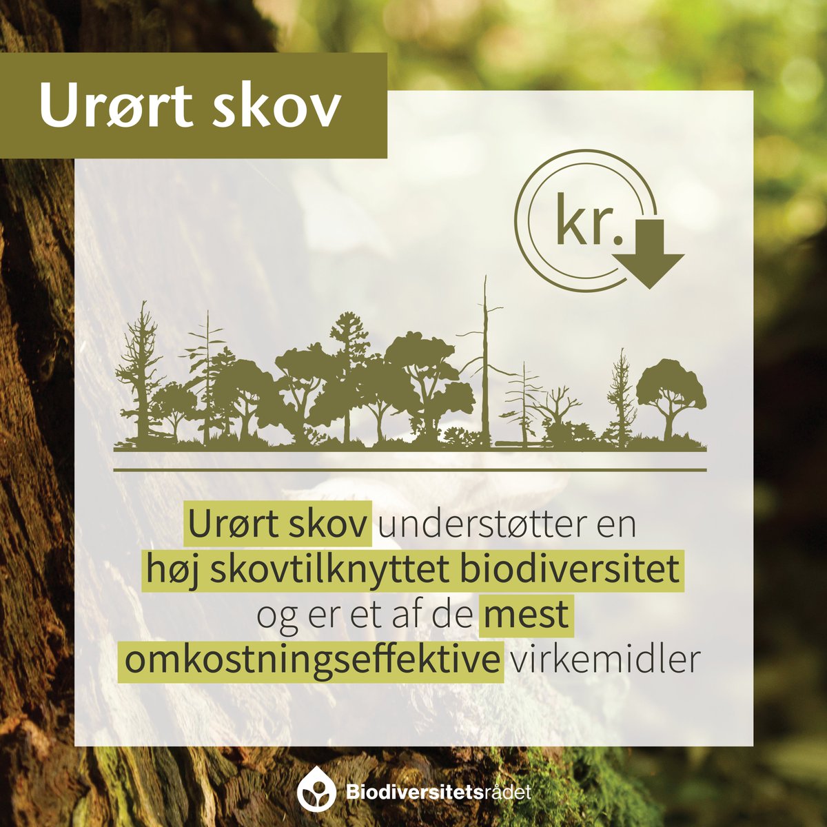 Urørt skov er en af de mest omkostningseffektive måder at løfte biodiversiteten i Danmark på. De er åbne for offentligheden, så man på egen hånd kan opleve det vilde dyre- og planteliv udvikle sig uforstyrret af skovdrift biodiversitetsraadet.dk/virkemiddelkat…