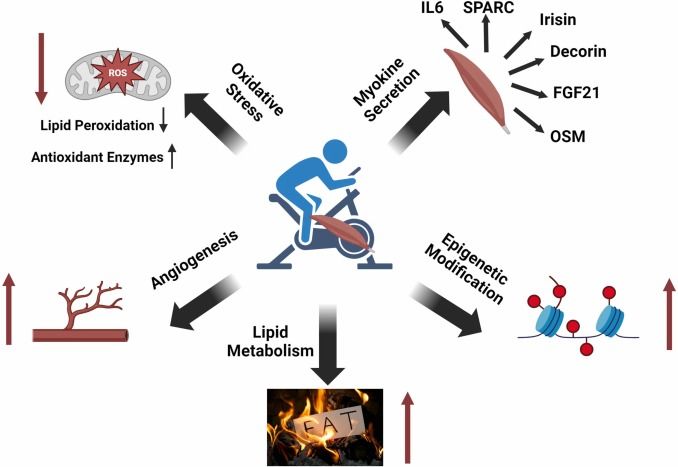 New #ArticlesInPress: The influence of exercise training on prostate cancer: Current evidence and potential molecular mechanisms

Webber et al.

🔗bit.ly/4e4Ykzh

#AEHS