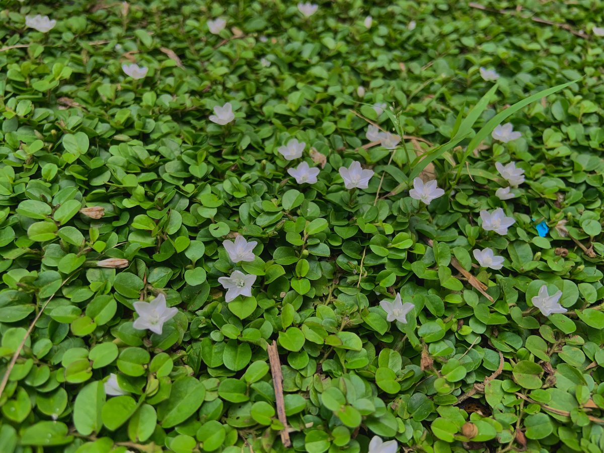 aohana___'s tweet photo. Touching grass https://t.co/xDiYiBJmRZ