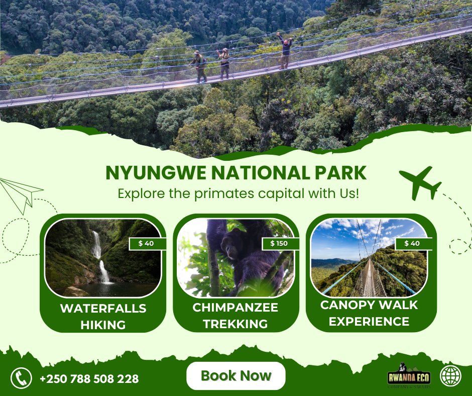 Nyungwe NP: A hidden gem ready to explore, the primeval rain forests are calling! Whether it’s the misty montane forests, peaceful nature trails, or spotting chimps and many other primate species in their natural home, breathtaking canopy walkways, every step here feels magical.