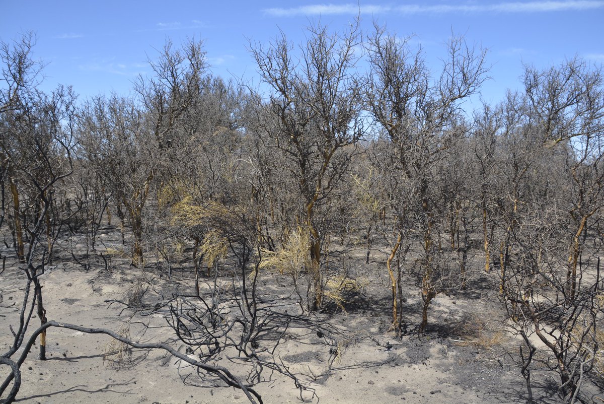 INTAInforma's tweet photo. Cómo reducir el riesgo de incendios 🔥 

Los pronósticos climáticos estacionales prevén temperaturas por encima de lo normal con baja humedad para la primavera. Especialistas del INTA brindan recomendaciones para anticiparse y minimizar el riesgo.

👉🏼https://t.co/GeuEdqfwqz https://t.co/d0eXTRzePp