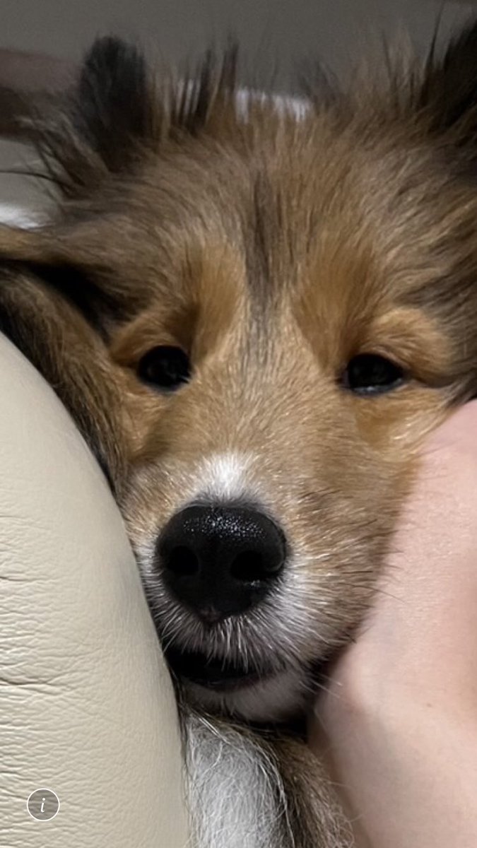 佐吉と妹との触れ合い現場からは以上です。