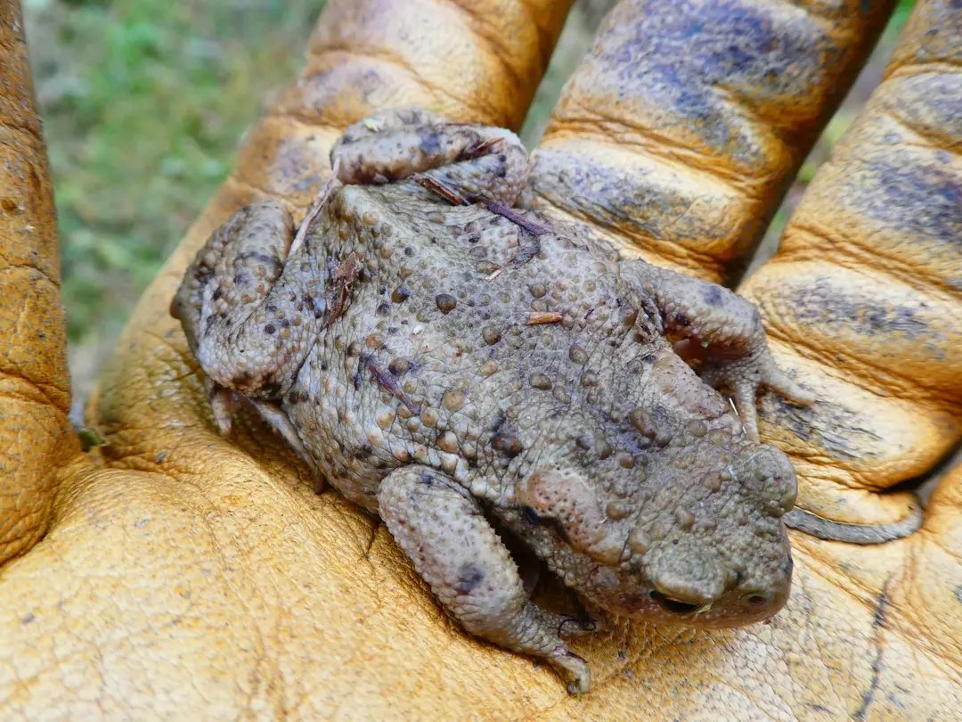 It's been years since Toads have been recorded on site but this little guy made an appearance today whilst we were working on the wet meadow in the Claypit 😁.
Saltwells NNR, Dudley 
<a href="/DudleyNature/">DudleyNatureReserves</a> <a href="/EcoRecording/">EcoRecord</a>