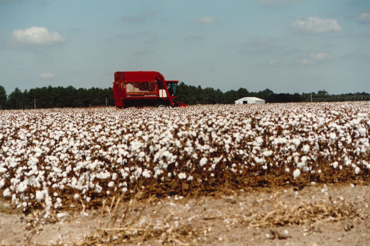 GaDeptAg's tweet photo. #ThrowbackThursday | Celebrating #Georgia’s rich agricultural commodities! From cotton fields to peach orchards, our farmers have shaped our State. Here’s to the hardworking hands that keep our fields green and our plates full! #Agriculture #TBT #AgHistory #TeachAgDay #GDA150 https://t.co/AUyF347gFc