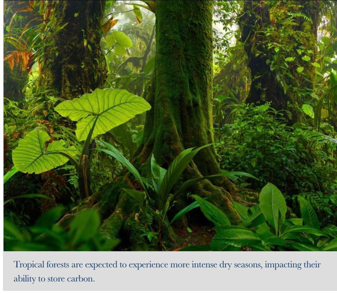 EducatorGran's tweet photo. Outdoor Life. Yale School of Environment launches goals for next 6 years to sustain and protect forests planet-wide.  Check it out (mailto: forestry@yale.edu). #livingforest #treecommunication #forestsustainability #saveourforests #forestsustainabilityce… https://t.co/r9SoIuoMcJ https://t.co/SovV6dSw72