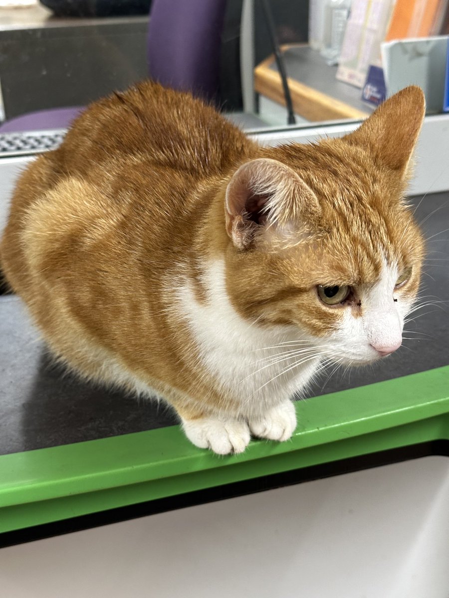 traceydw's tweet photo. Alighting from the train recently, I overheard two of my fellow passengers discussing which way to go: “so it’s right for the train, and left for George?” @TheStourbridge  Made me smile! #CatsOfTwitter https://t.co/RRV1w28A0i