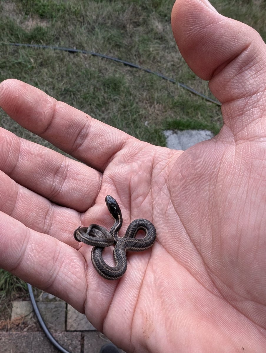 Splatterfactor1's tweet image. 