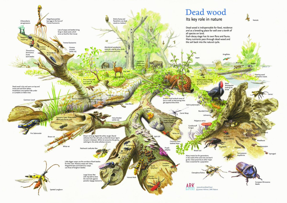 Dead wood is essential for feeding and breeding of many insects worldwide, either directly (e.g. xylophagous insects 🪵) or indirectly (e.g. parasitoids of xylophagous insects). This fact is so important that it is taken very much into account in forest management tasks 🌲🌳🌲