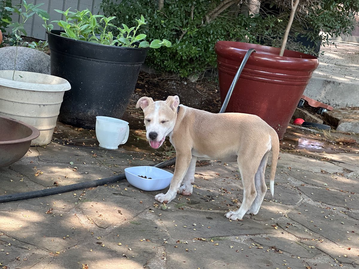 schuchert's tweet photo. Found puppy. Near Memorial and May, Oklahoma City. 

Please boost if you live in OKC 

She has an AC/DC collar. https://t.co/DudIlz9eVk