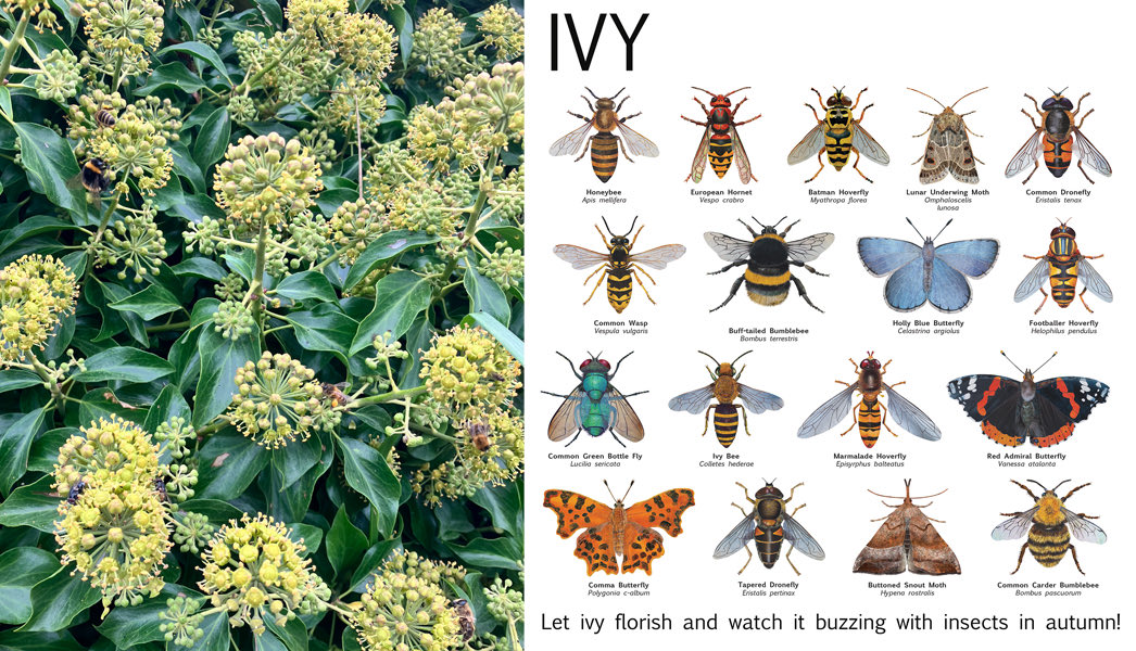 Ivy flowers are a really importance source of food for an amazing array of insects during early autumn and ivy berries are food for many creatures too. Please think twice before cutting ivy back, as you will be depriving many creatures of food and cover for nesting.