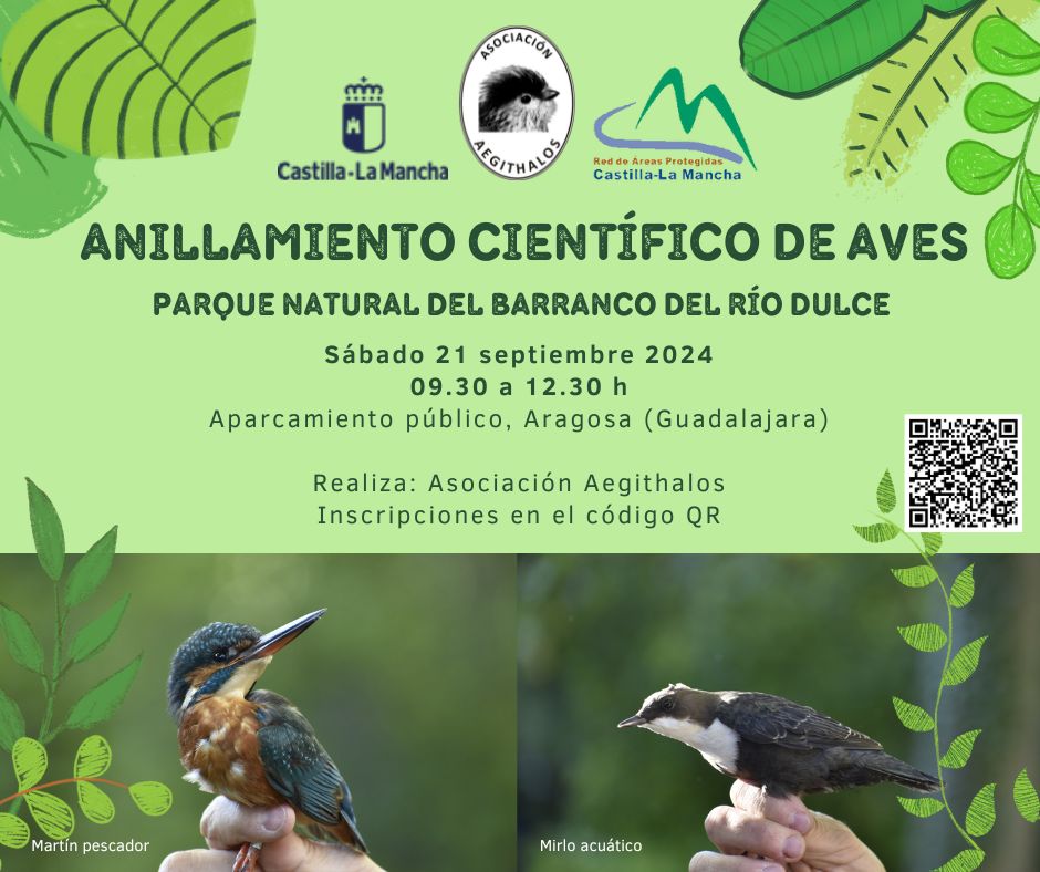 GrupoAegithalos's tweet photo. Holi 🤗
Anillamiento científico de aves 🐦🐦
✅ #Sábado21 septiembre - 09.30 a 12.30 h
📍 #Aragosa, #Guadalajara
⚠️ Se necesita inscripción
ℹ️ Más información en el cartel ⬇️ https://t.co/Cp8hqHYiP1