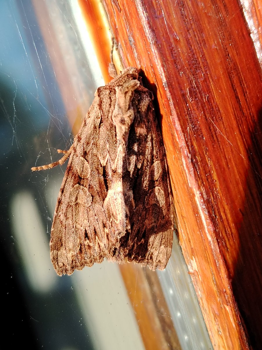 AilinKee's tweet photo. The bright full moon wasn't great for moth trapping @forestholidays Garwnant but we did get a lovely Rosy Rustic &amp; Dark Arches. 🤞 Better result next wk. Also spotted Conifer Mazegill &amp; Yellow Club fungi. #natureconnection #getoutside #mothmatters #fungimatters #ForestFeeling https://t.co/u9QkkCLTsG