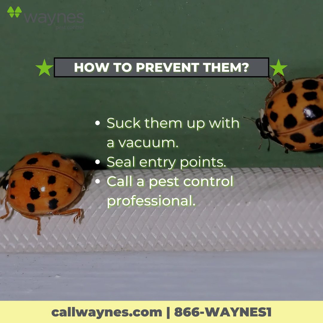 callwaynes's tweet photo. Don't be fooled! These invaders might look like ladybugs, but Asian Lady Beetles are anything but friendly.🐞

#FallsMostWanted #PestControl https://t.co/GqEowUf1P5