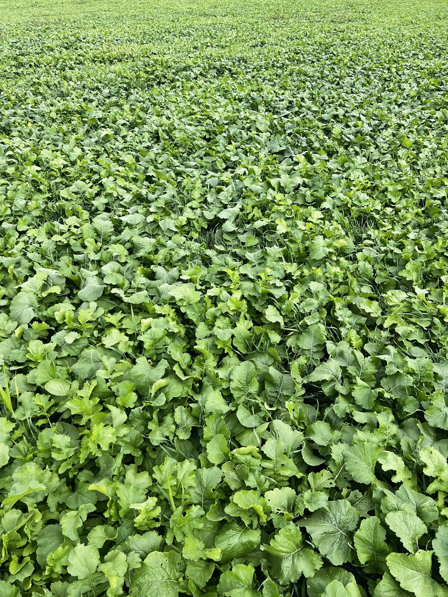 Q Connealy tweet media