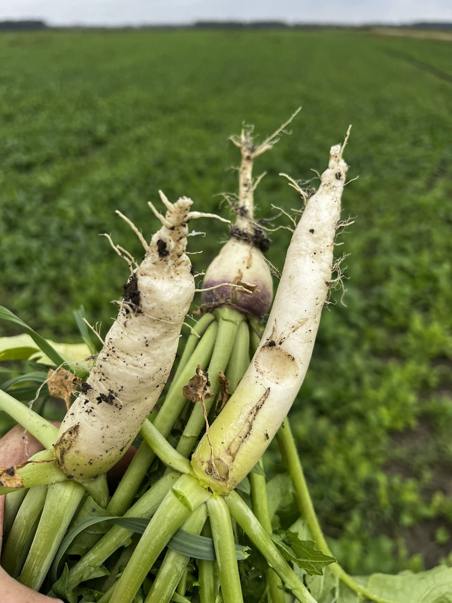 Q Connealy tweet media