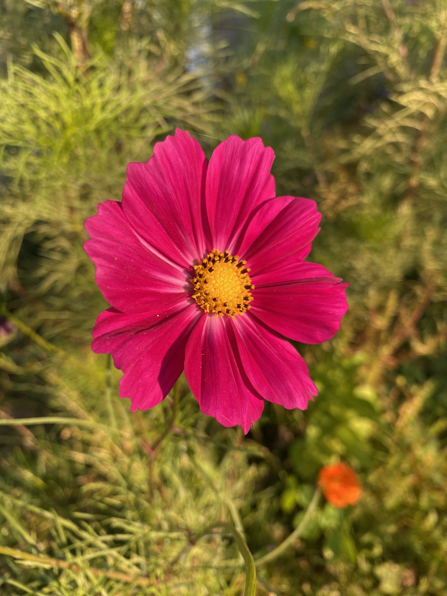 hollis8530's tweet photo. Hi. Heres a couple flowers. K, byee. https://t.co/3QPuwYZbyx