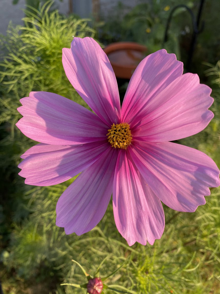 hollis8530's tweet photo. Hi. Heres a couple flowers. K, byee. https://t.co/3QPuwYZbyx