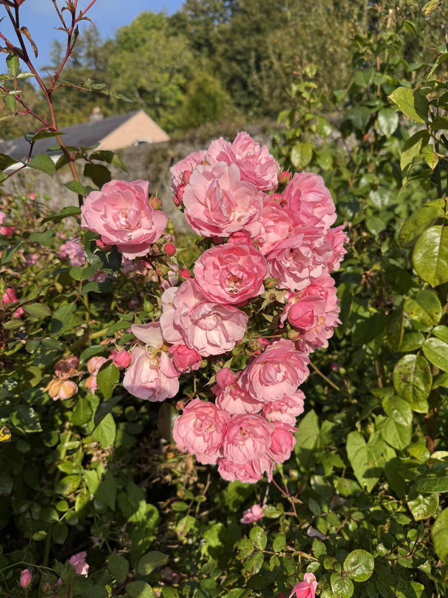 Even the roses are enjoying this September sun!