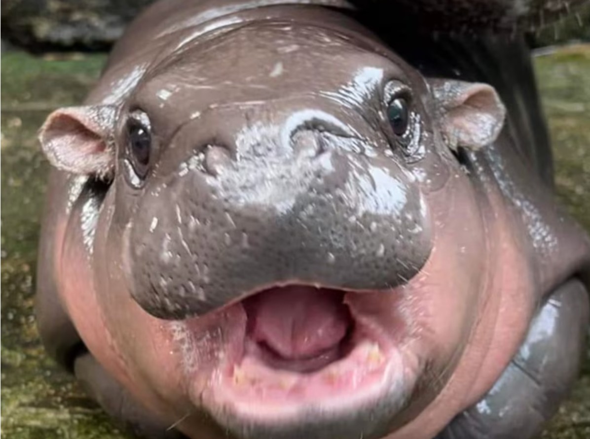 Taoti Creative tweet media